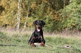 DOBERMANN 206